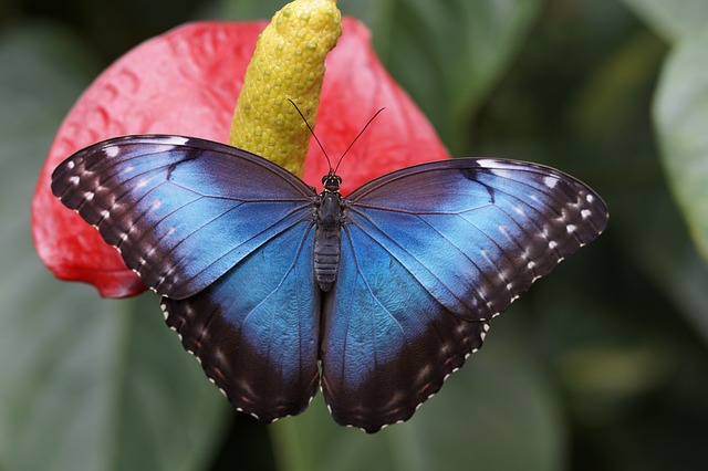 butterfly feeders