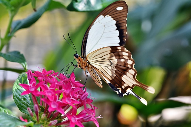 The Symbolism of Butterflies